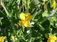 Chelidonium majus